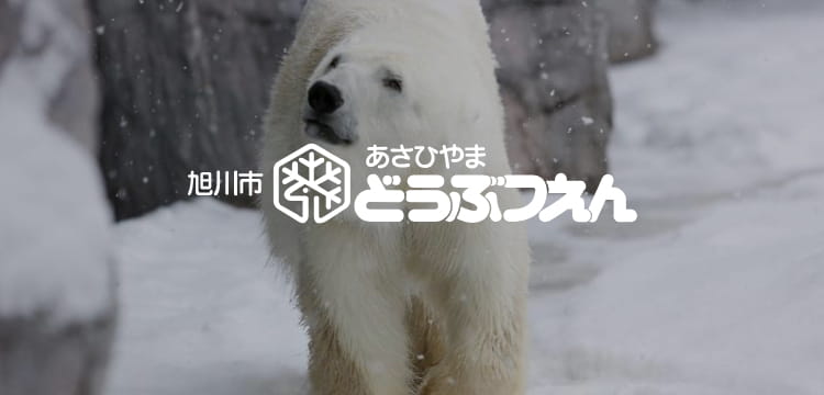 旭川市 旭山動物園